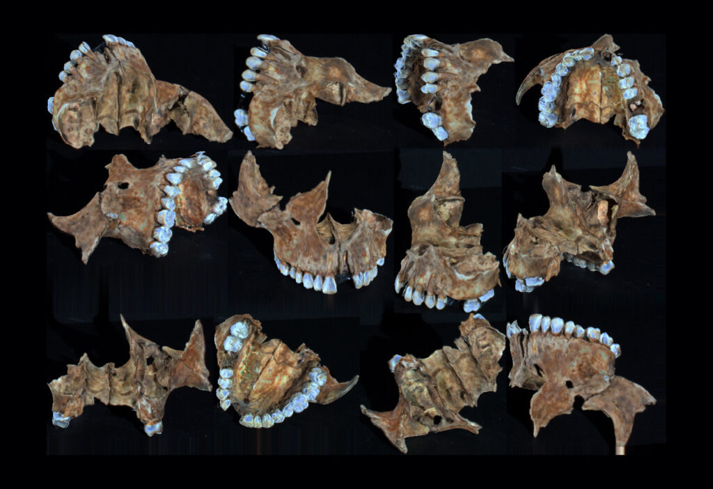 3D scan from the upper jaw. Made by M.H. Sepers, 4D - Research Lab.